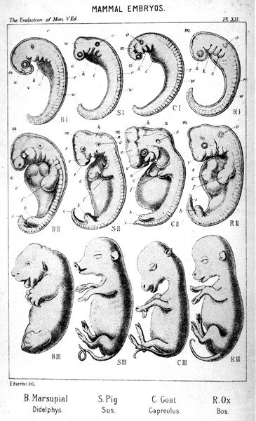 Embryons de mammifère