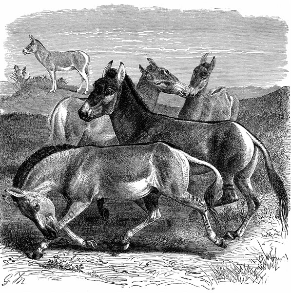 Ânes sauvages du Tibet ou Kiang. 1893
