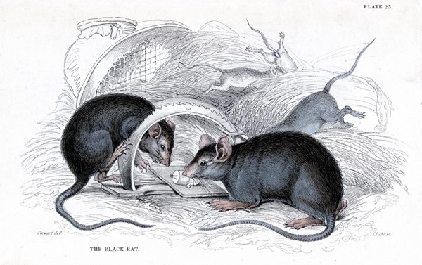 Gravure représentant un rat noir, responsable de la peste, pris dans un piège, publiée en 1838
