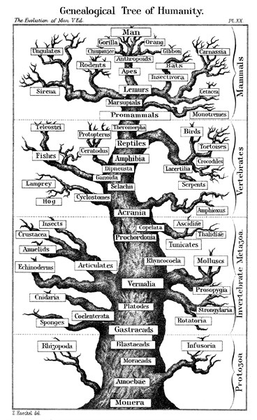 Haeckel's scheme of  evolution displayed in the form of a tree