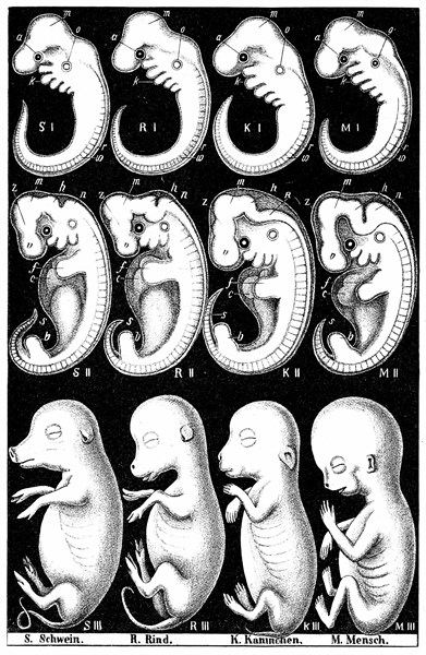 Comparaison de Haeckel des embryons d'un cochon, d'une vache, d'un lapin et d'un homme, 1910