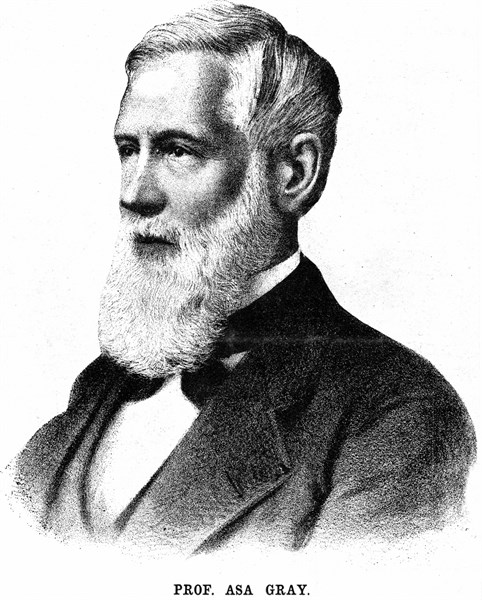 Lithograph showing Asa Gray