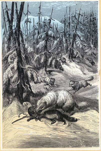 Chromoxylograph showing an Arctic Fox attacking trapped Sable