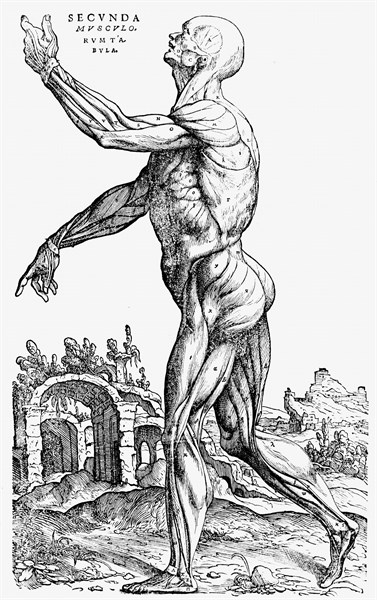 The second plate of the muscles