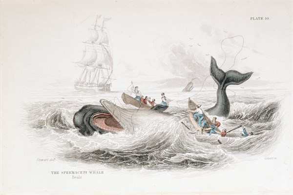 Engraving showing fishermen harpooning a Sperm Whale