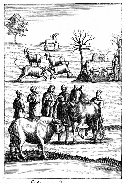 Sheep, cattle, horses and goats