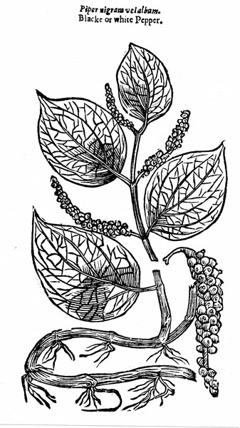 Poivre noir (Piper nigrum) provenant de la Côte de Malabar en Inde