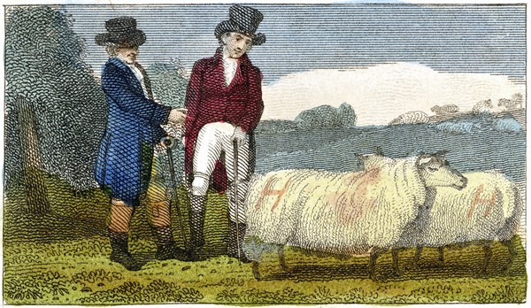 Mouton Dishley