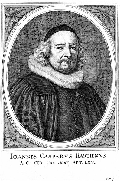 Gaspard Bauhin