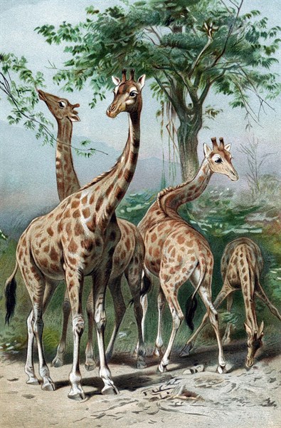 Giraffe browsing