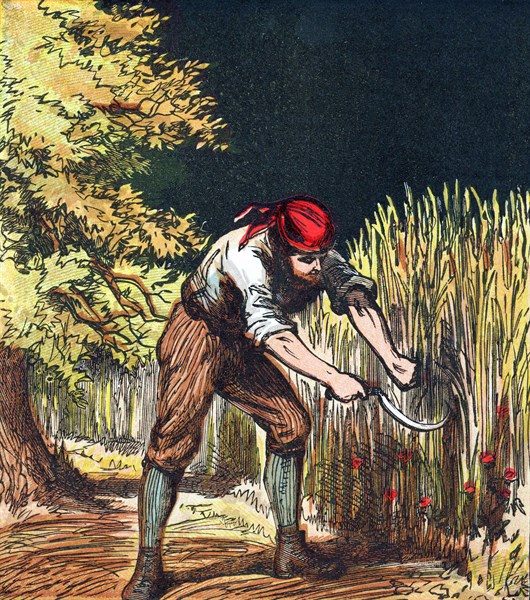 Reaper beginning to cut crop of wheat with a sickle