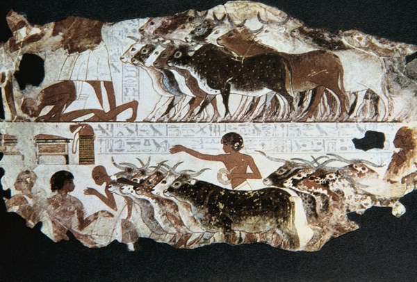 Herdsmen with cattle