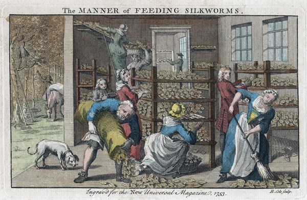 Silkworm farm