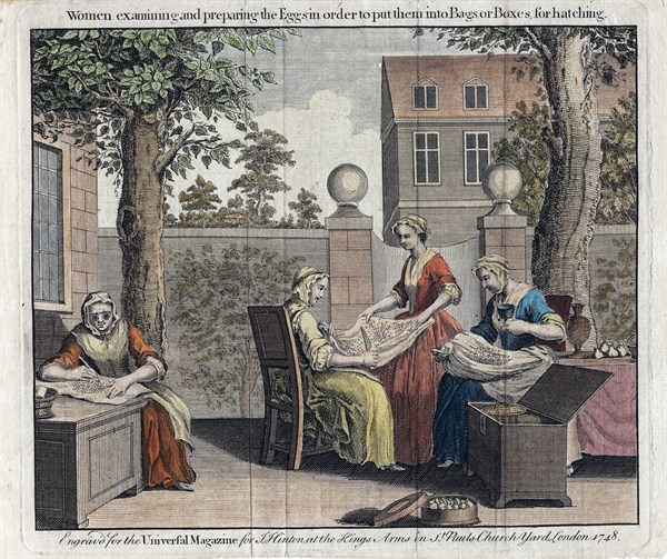Women examining silk moth eggs and putting in boxes for hatching into caterpillars