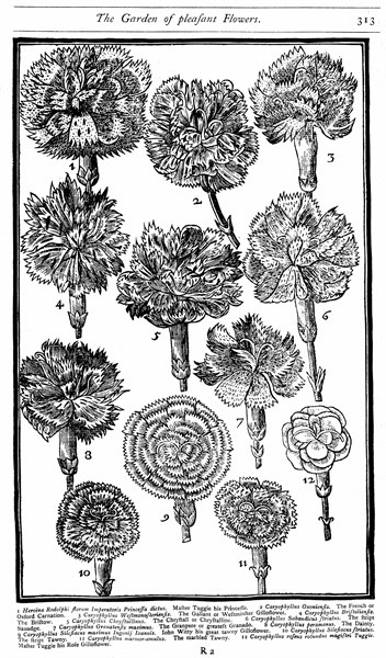 Dianthus