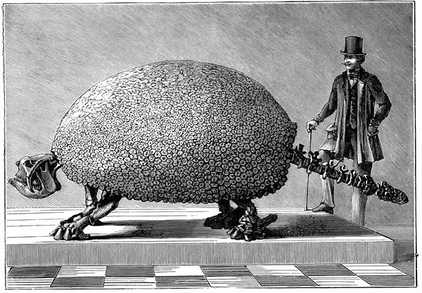 Fossil of giant armadillo from South America