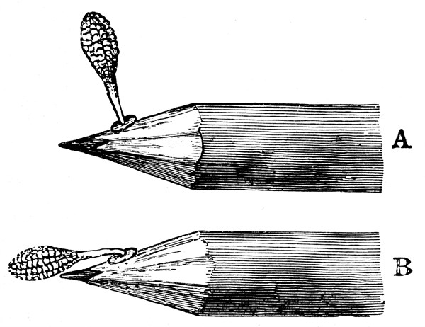Pollen mass of Orchis mascula when first attached