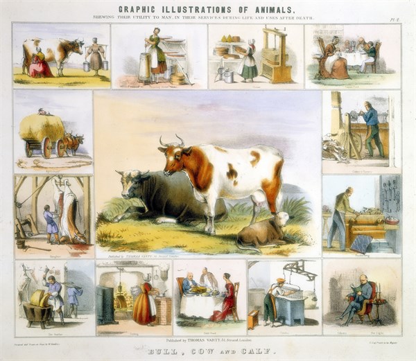 THE COW: milking, butter, cheese, milk, cutlery, leather, candles, meat, bookbinding. Hand-coloured