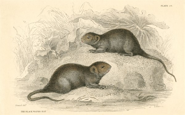 Water Vole