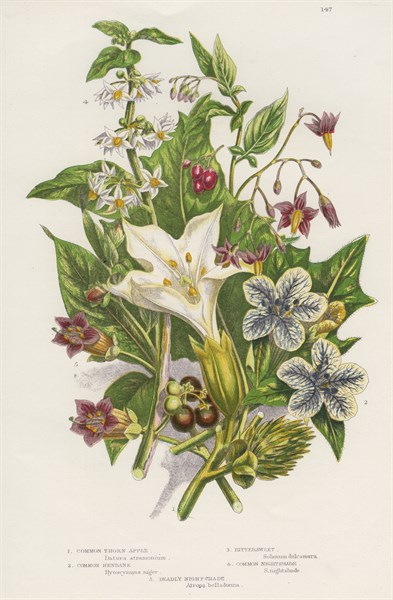 Poisonous plants