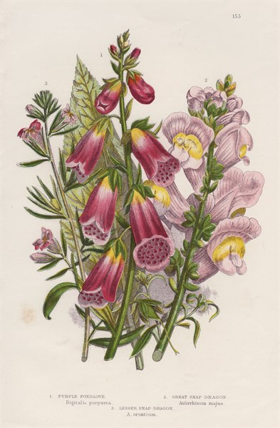 Foxglove