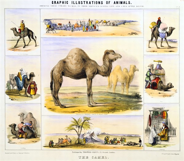 THE CAMEL