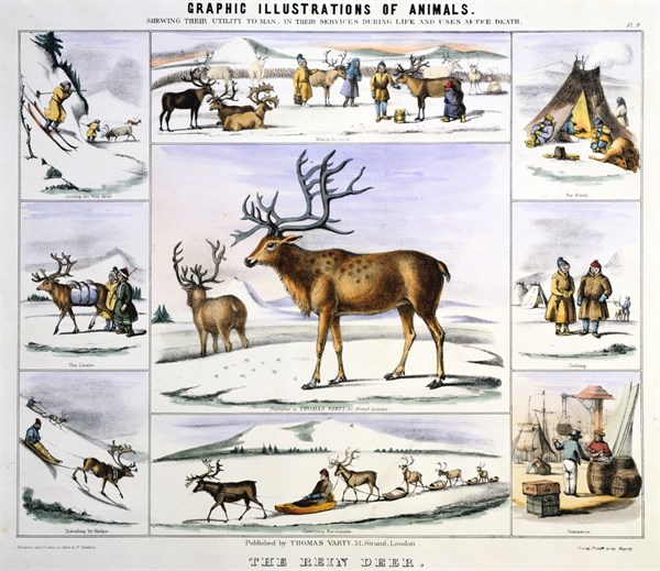 THE REINDEER