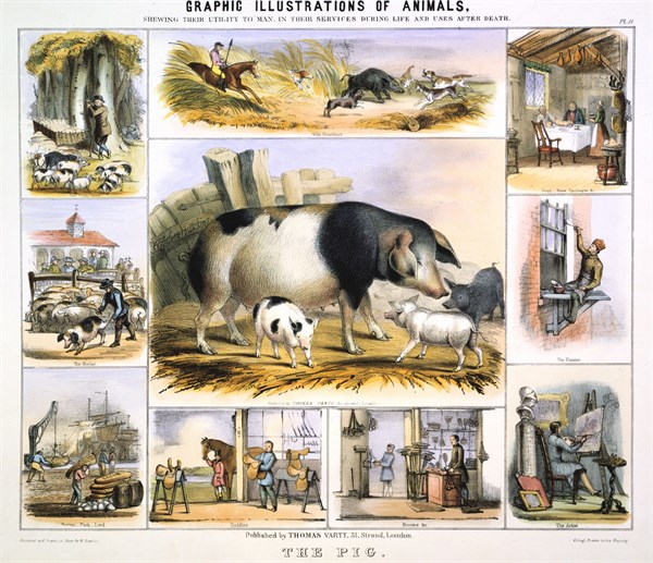 THE PIG