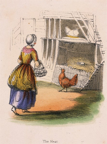 Chickens