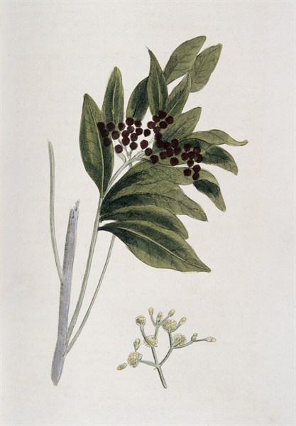 Allspice