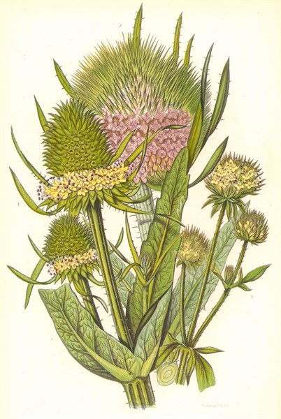 Wild teasle