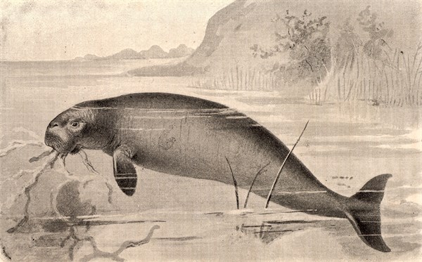 Steller's Sea-Cow