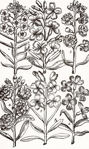 Wallfowers