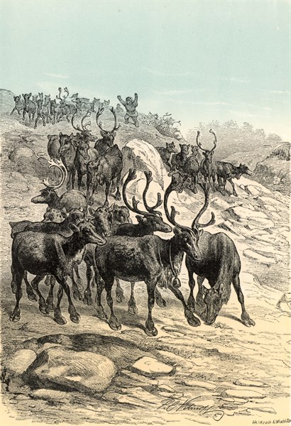 Reindeer