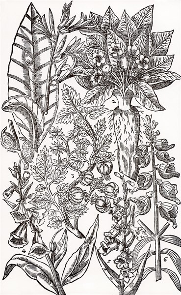 Mandrake