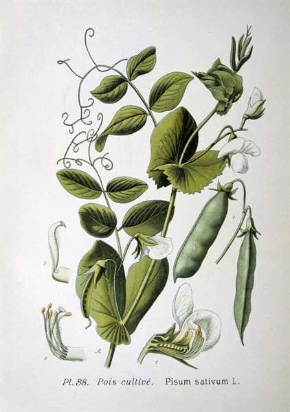 Culinary Pea