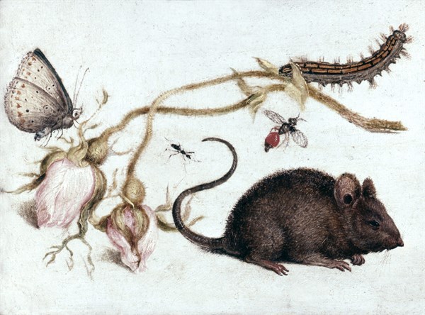 Mouse, Fowers and Insects: Butterfly and caterpillar on a sprig of faded pink moss rose buds