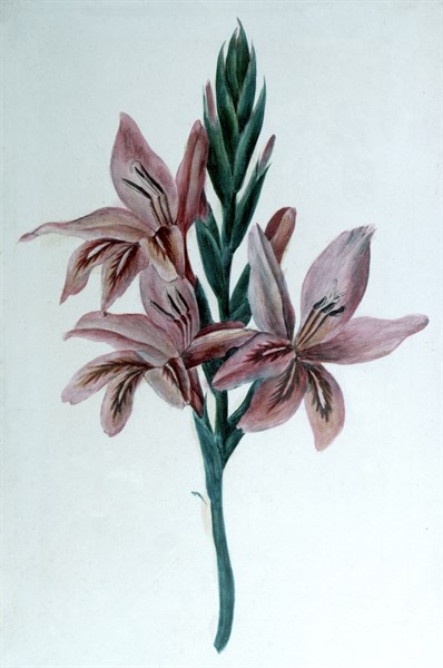 Gladiolus: Watercolour by George Sand