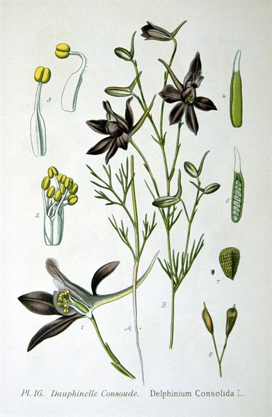 Forking Larkspur