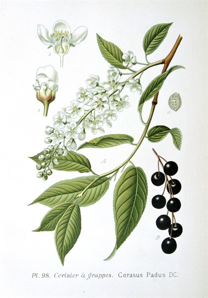 Bird Cherry