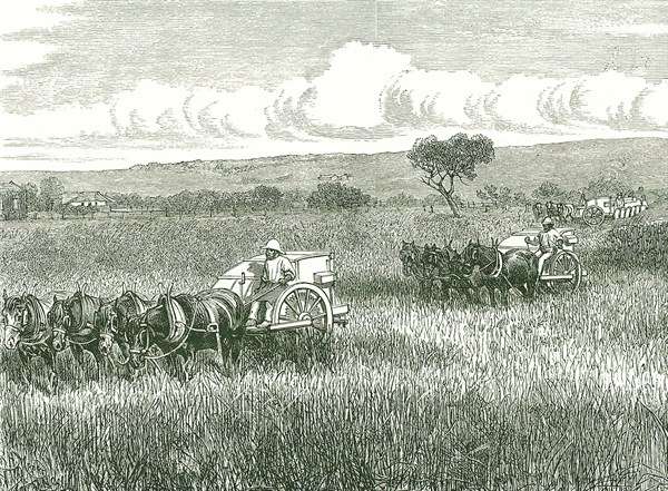 Horse-drawn mechanical harvesters in use near Adelaide, Australia