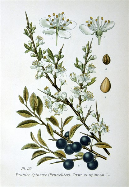 Blackthorn or Sloe