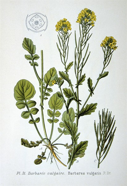 Common Bittercress or Yellow Rocket