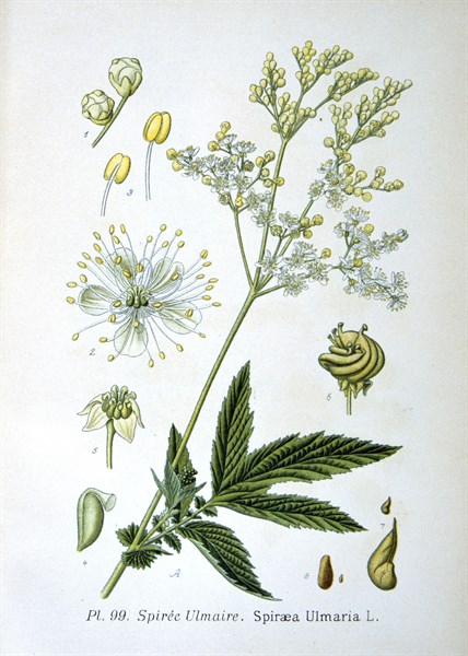 Meadowsweet