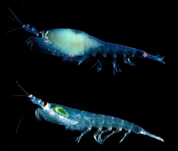 Le krill