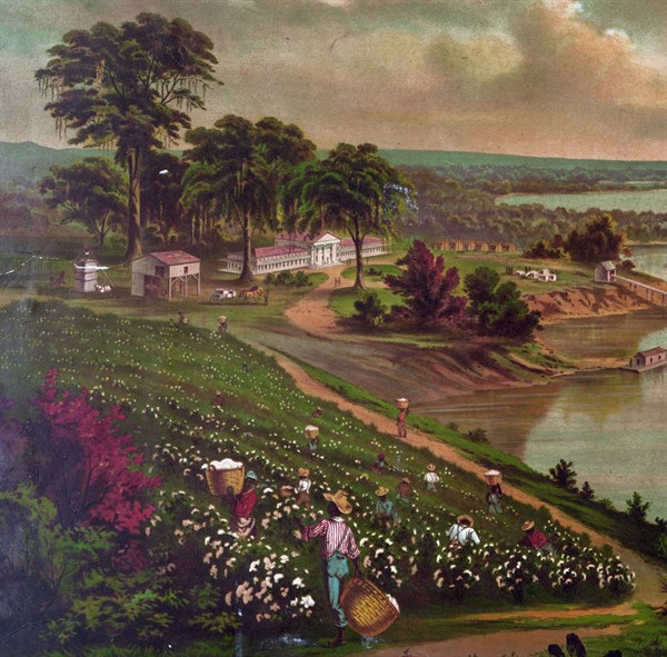 African Americans picking cotton on a southern plantation