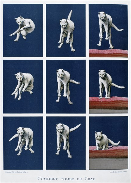 Série de vignettes d'un chat qui tombe