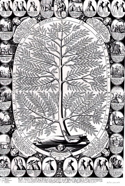 Jesuit's Bark, also called Peruvian Bark