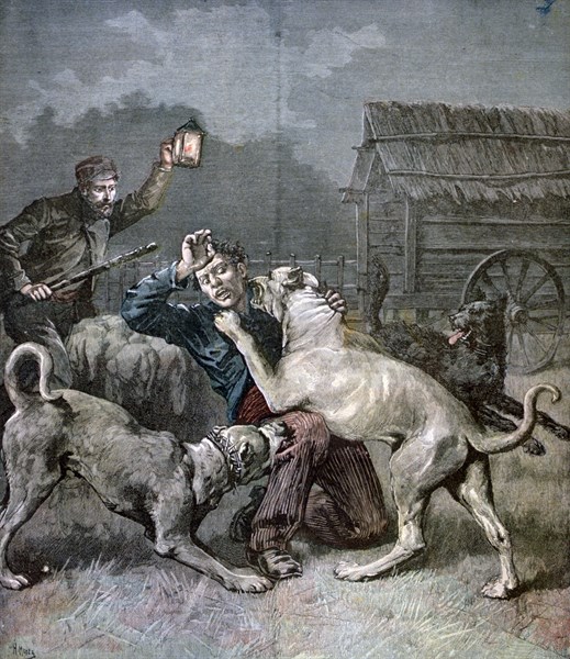 Shepherd