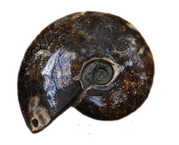 105 million year old ammonite from Madagascar